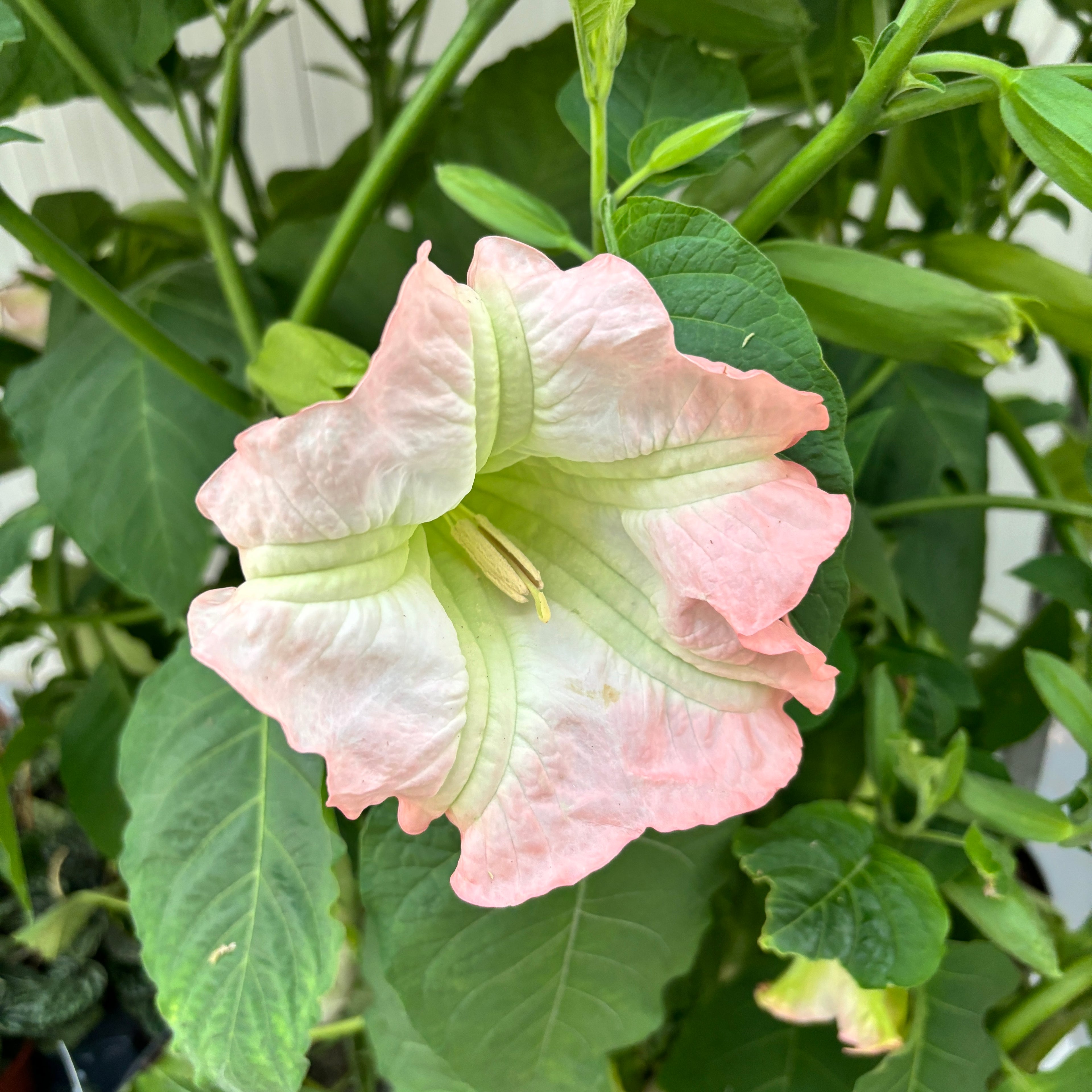 Trompeta ingerilor roz - Brugmansia suaveolens * flori parfumate