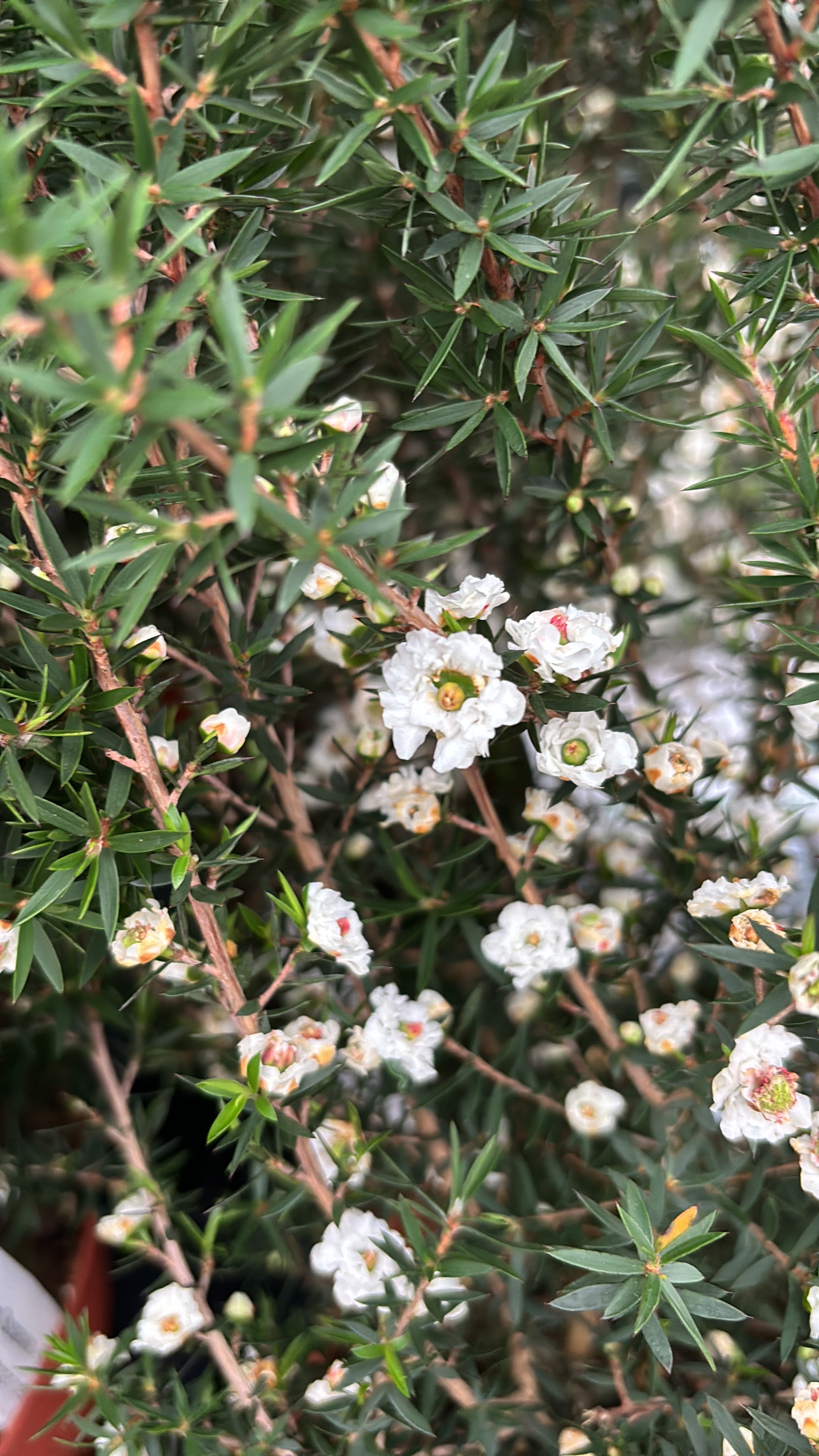 Leptospermum scoparium 'Snow Flurry' (Čajovník, Manuka) - dvojité biele kvety 2pp