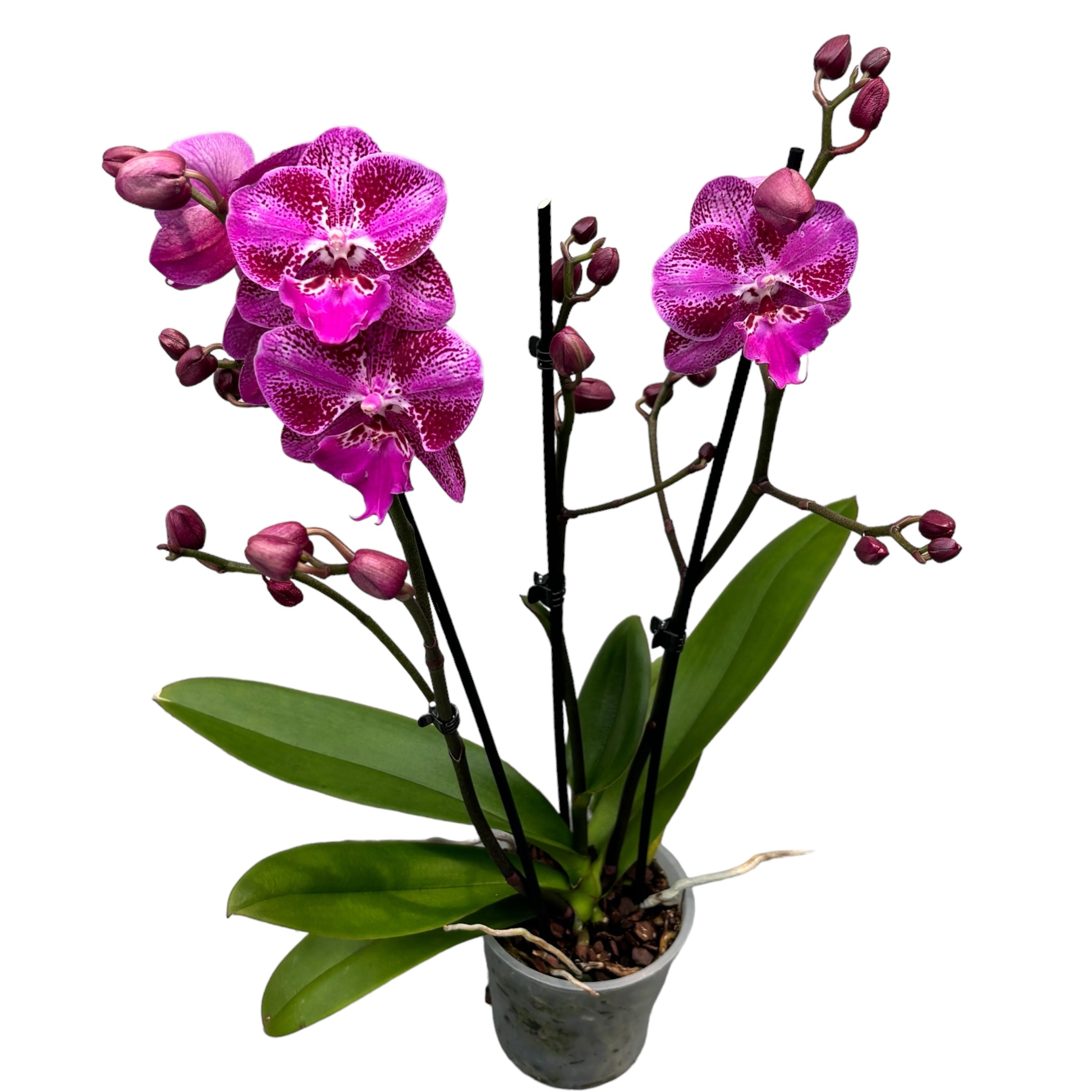 Phalaenopsis OX Lion Heart big lip