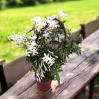 Jasminum polyanthum ‘White’ (iasomie chinezeasca) - flori intens parfumate