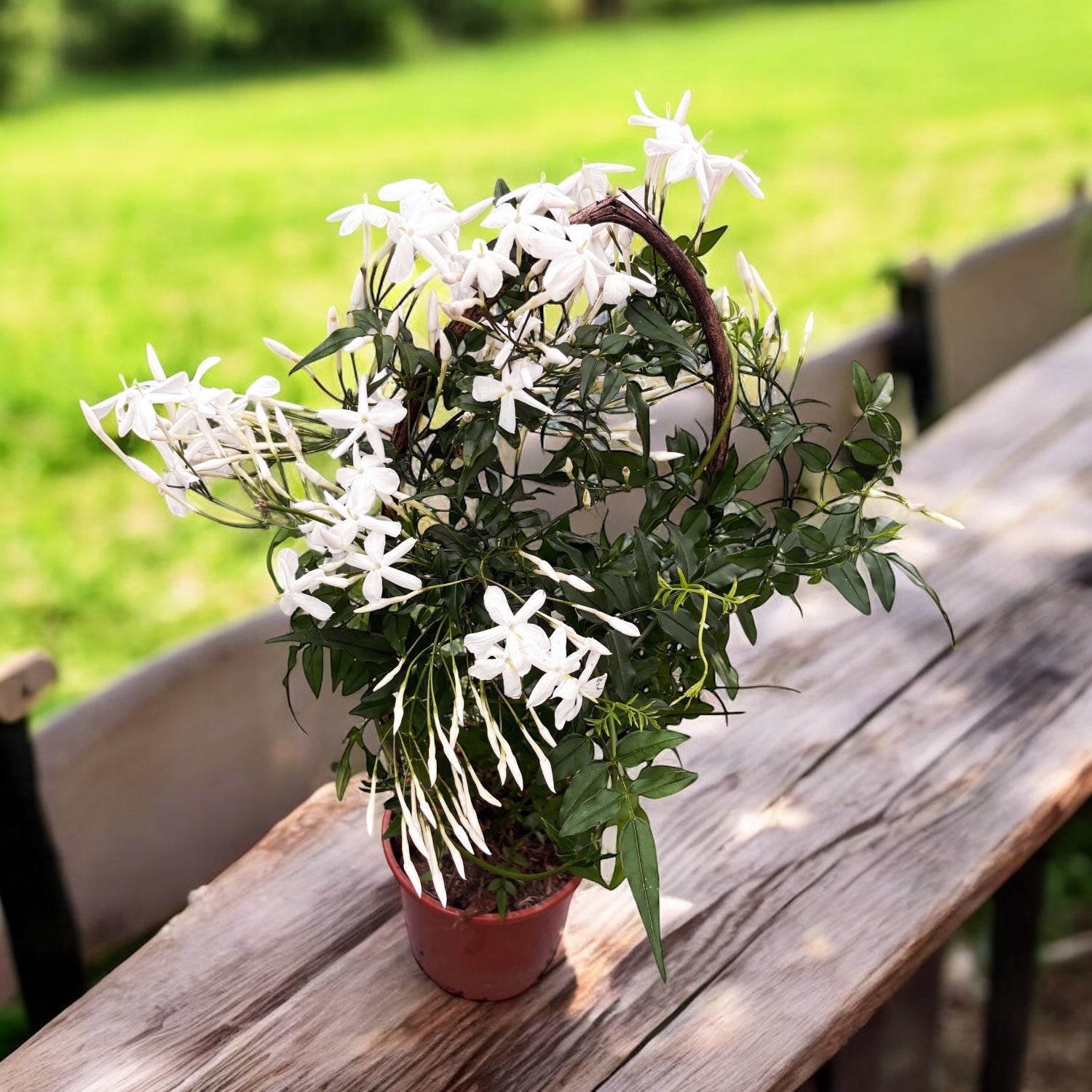 Jasminum polyanthum ‘White’ (iasomie chinezeasca) - flori intens parfumate