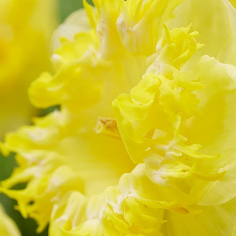 Narcise spectaculoase parfumate - Narcissus 'Snowtip'