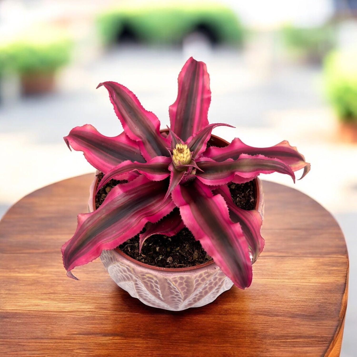 Cryptanthus ‘Ruby Star’ – bromeliada compacta cu frunzis rosu-fucsia spectaculos