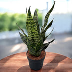 Sansevieria trifasciata 'Golden Edge'