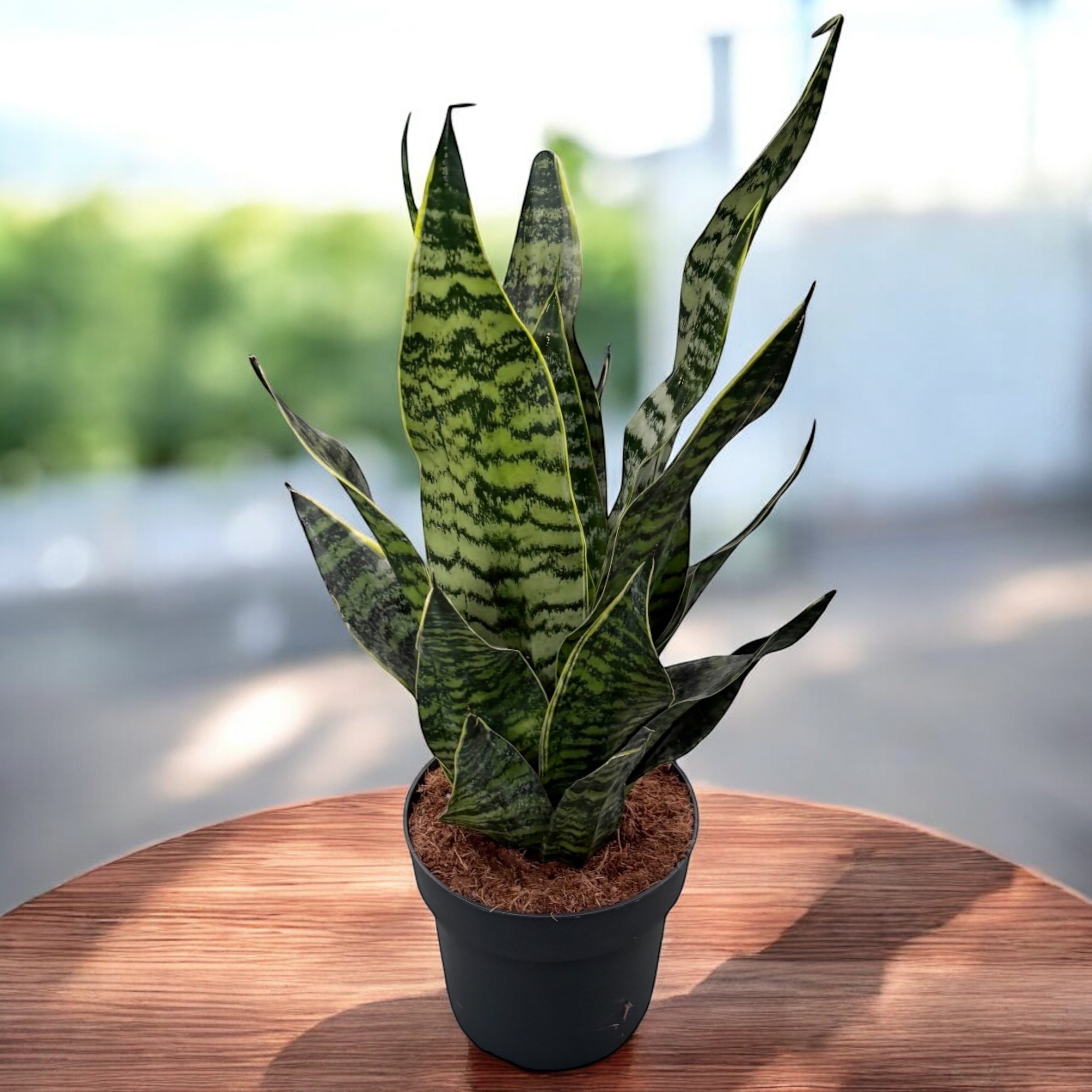 Sansevieria trifasciata 'Golden Edge'