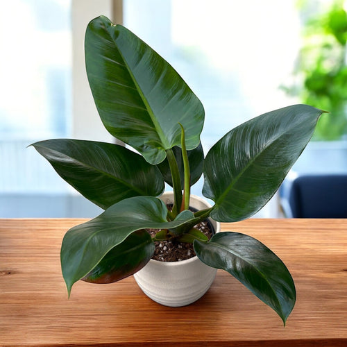philodendron imperial green verzorgen Philodendron 'Imperial Green' – Secret Garden Plant Shop