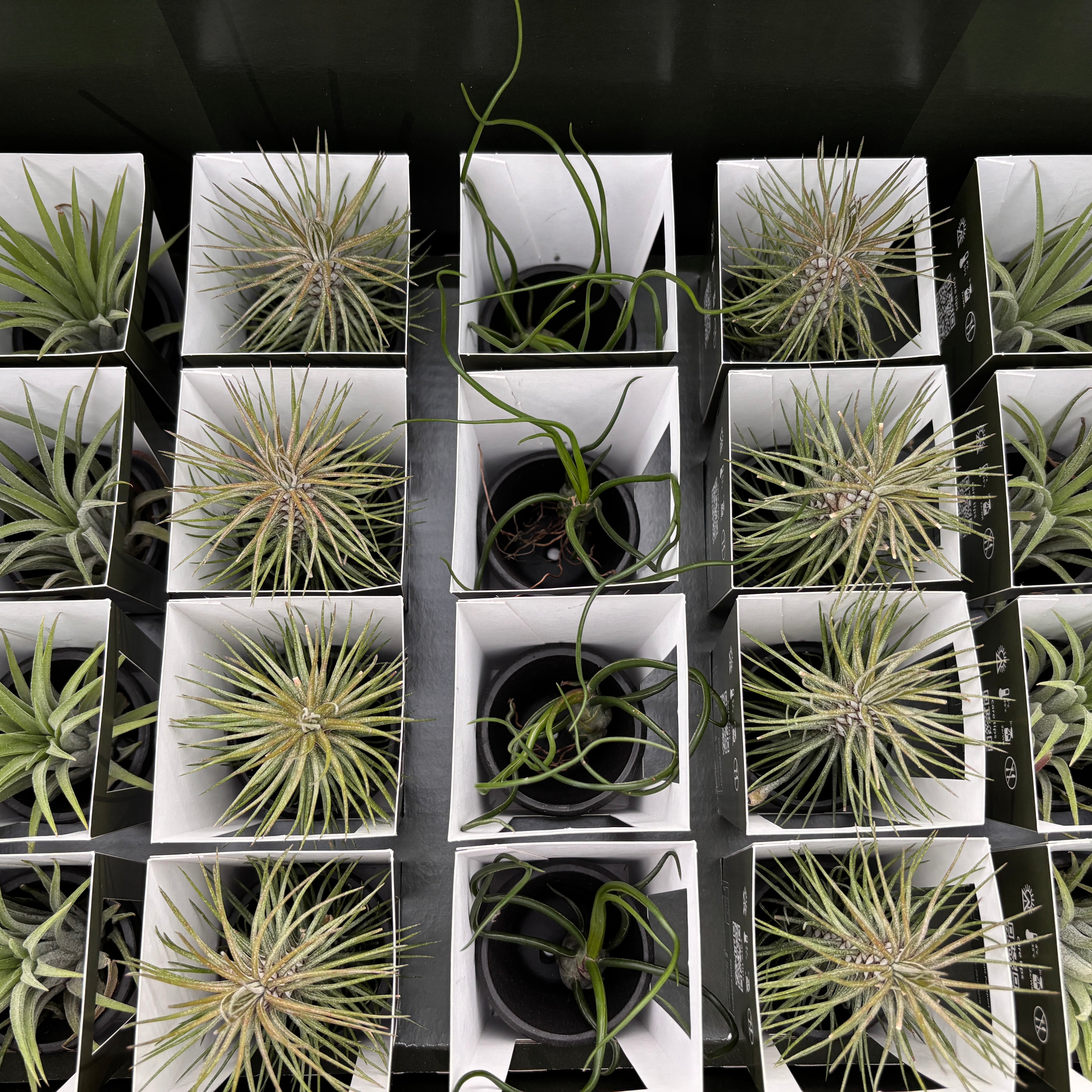 Tillandsia AirPlant mix v terakote – Secret Garden Plant Shop