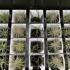 Tillandsia AirPlant mix in teracota