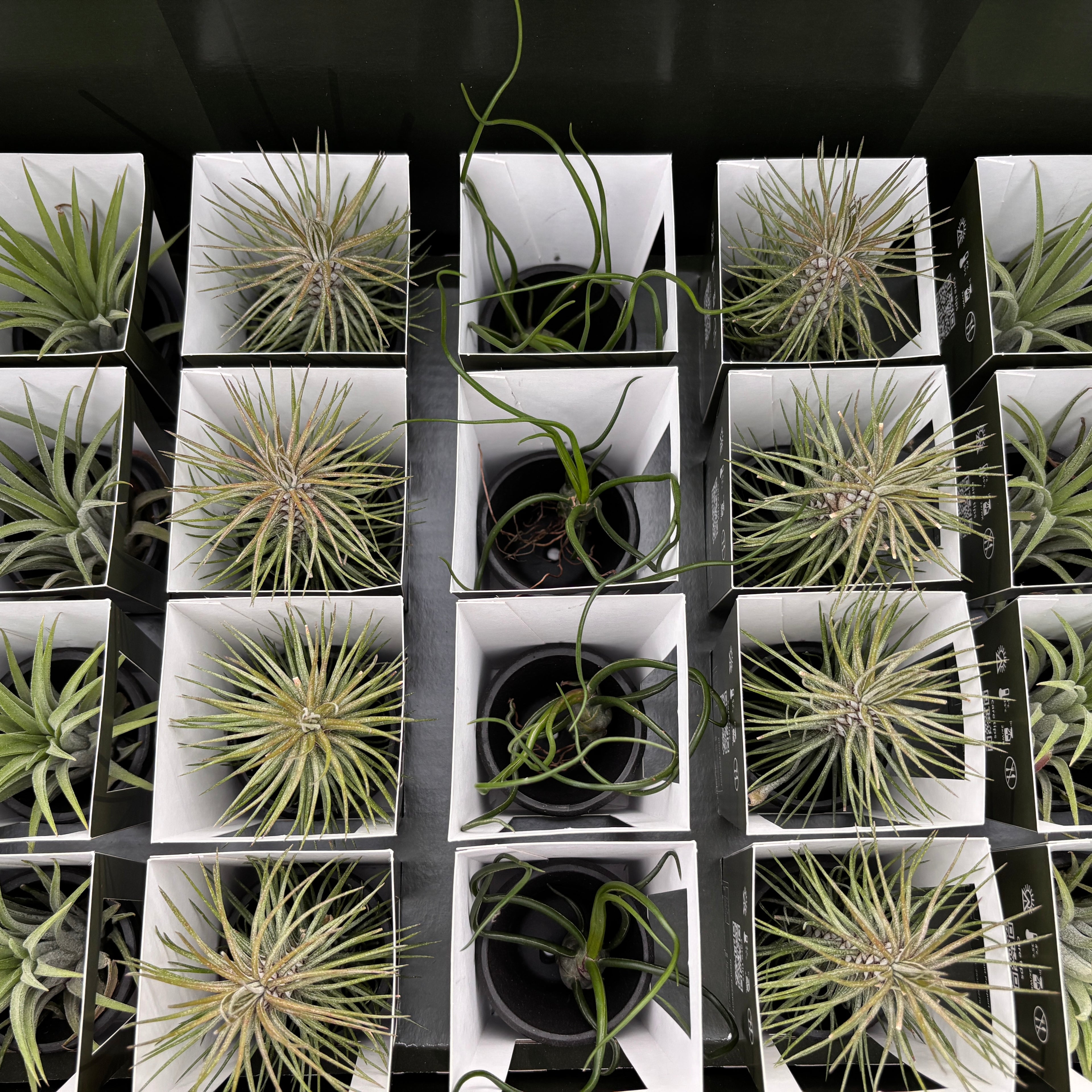 Tillandsia AirPlant mix in teracota