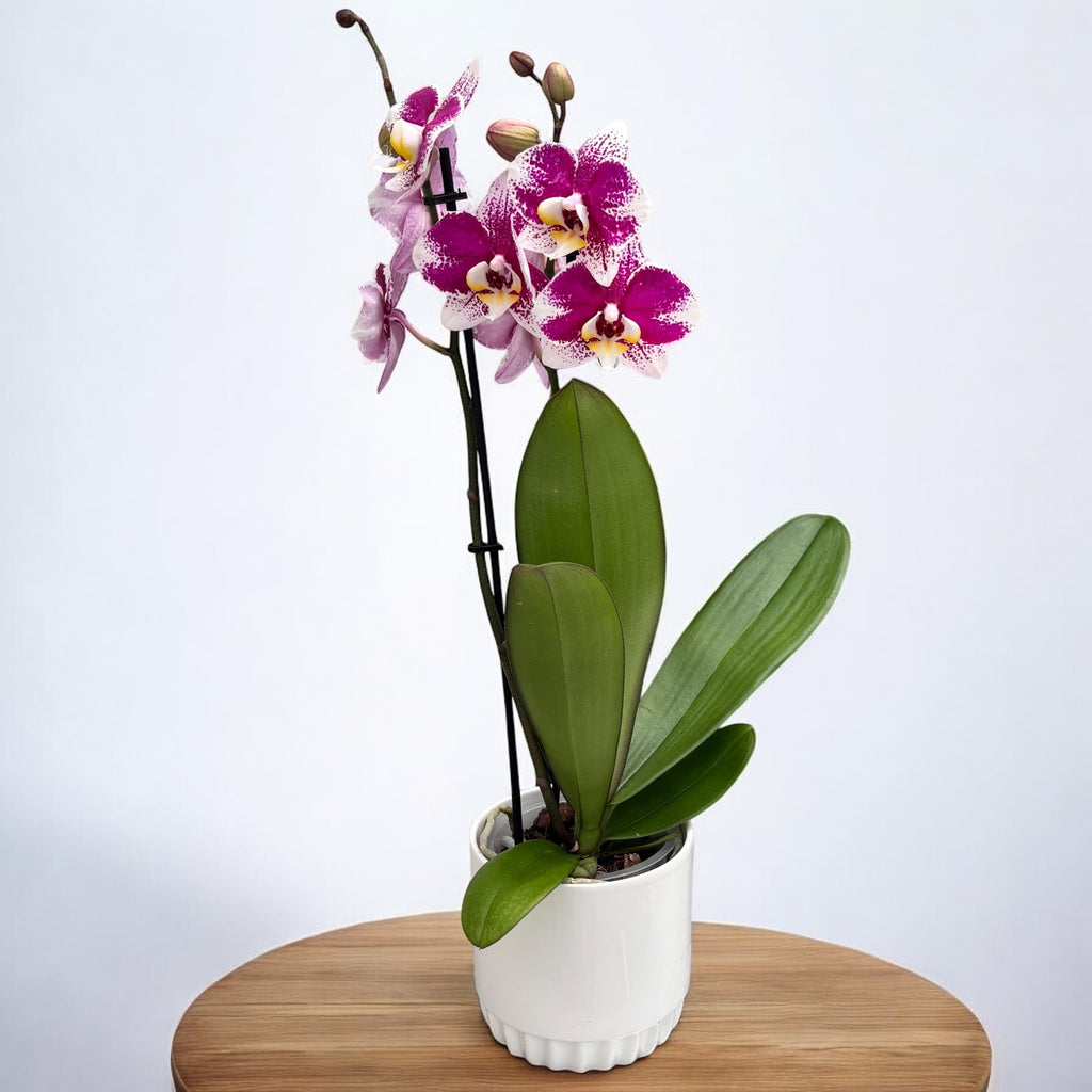 Phalaenopsis Anthura Barcelona