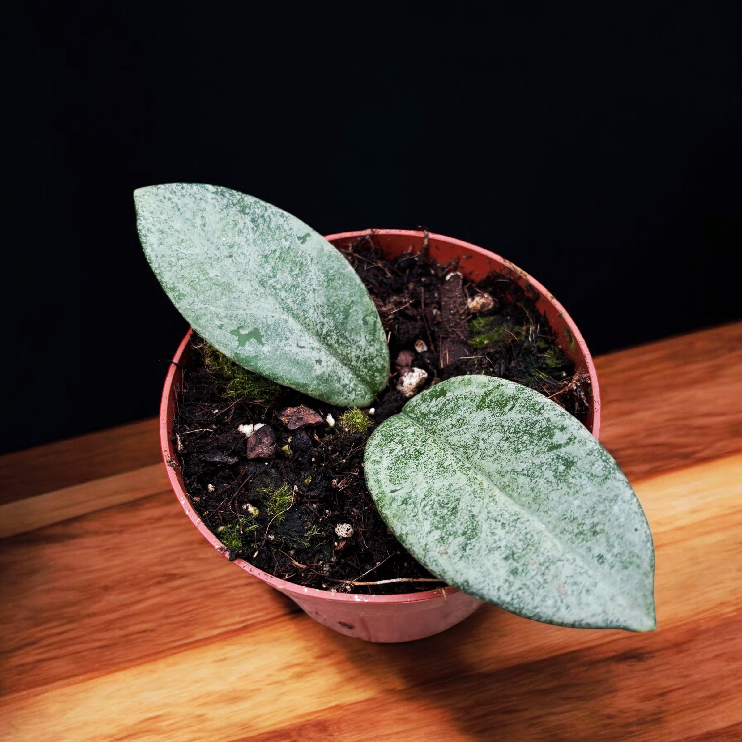 Hoya carnosa 'Nova Ghost'