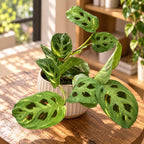 Maranta Leuconeura var. kerchoveana 'Variegata' (Maranta ‘Beauty Kim’, Fiesta) 2pp