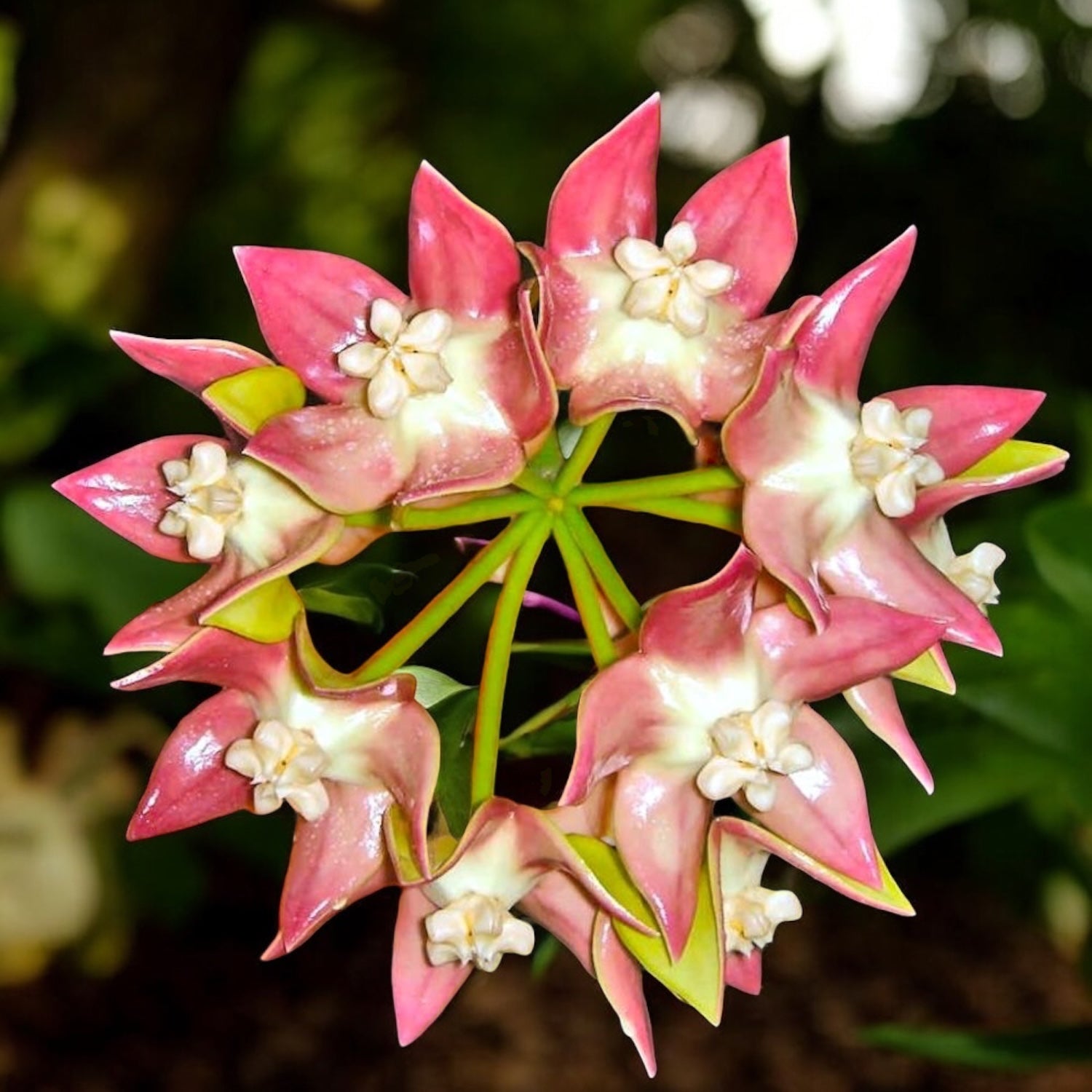 Hoya imperialis 'Palawan' parfumata
