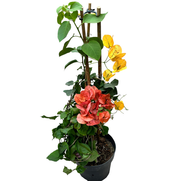 Bougainvillea - yellow &amp; orange paper flower D15 (2 colors/pot)