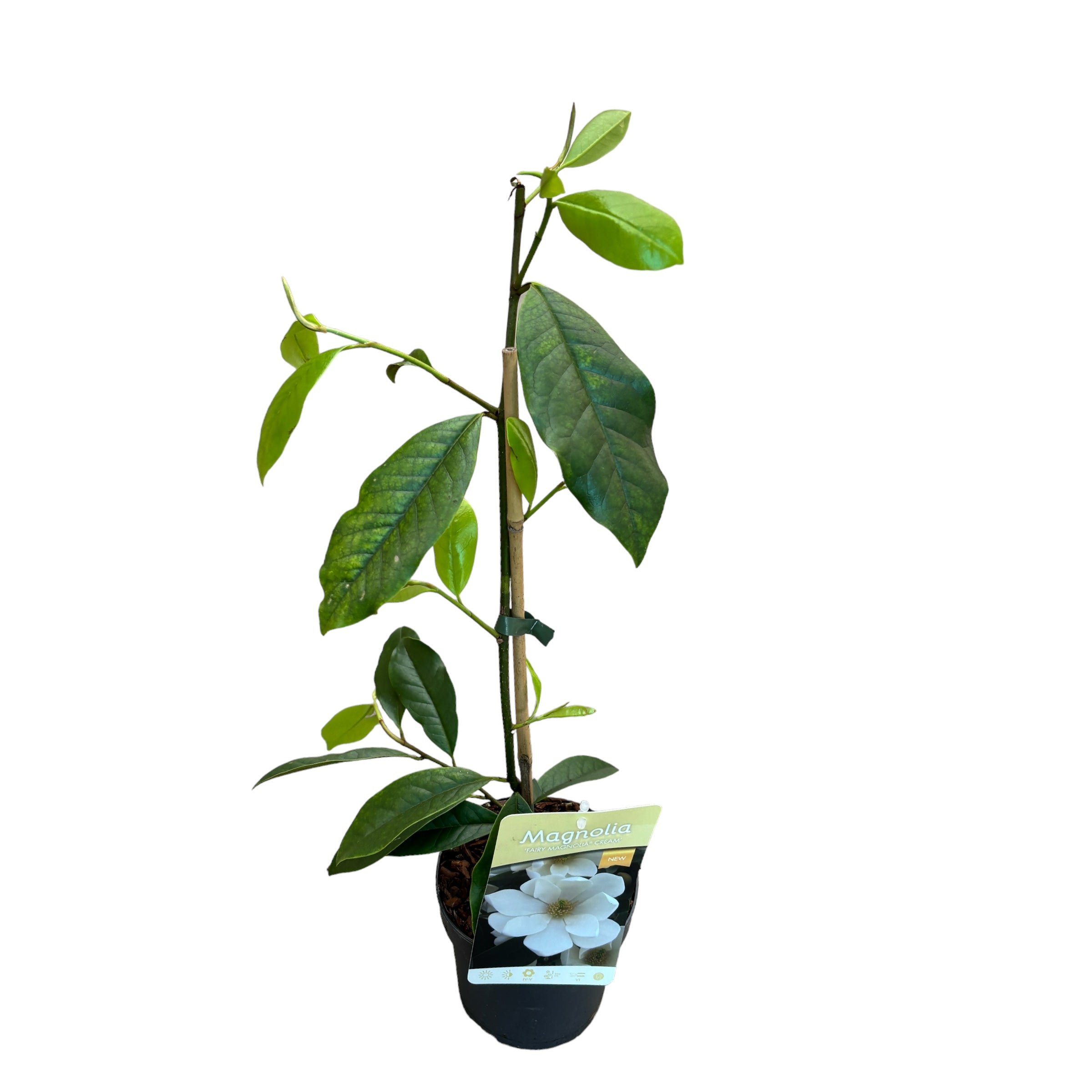 Magnolia Michelia 'Fairy Magnolia Cream' - flori parfumate (H40)