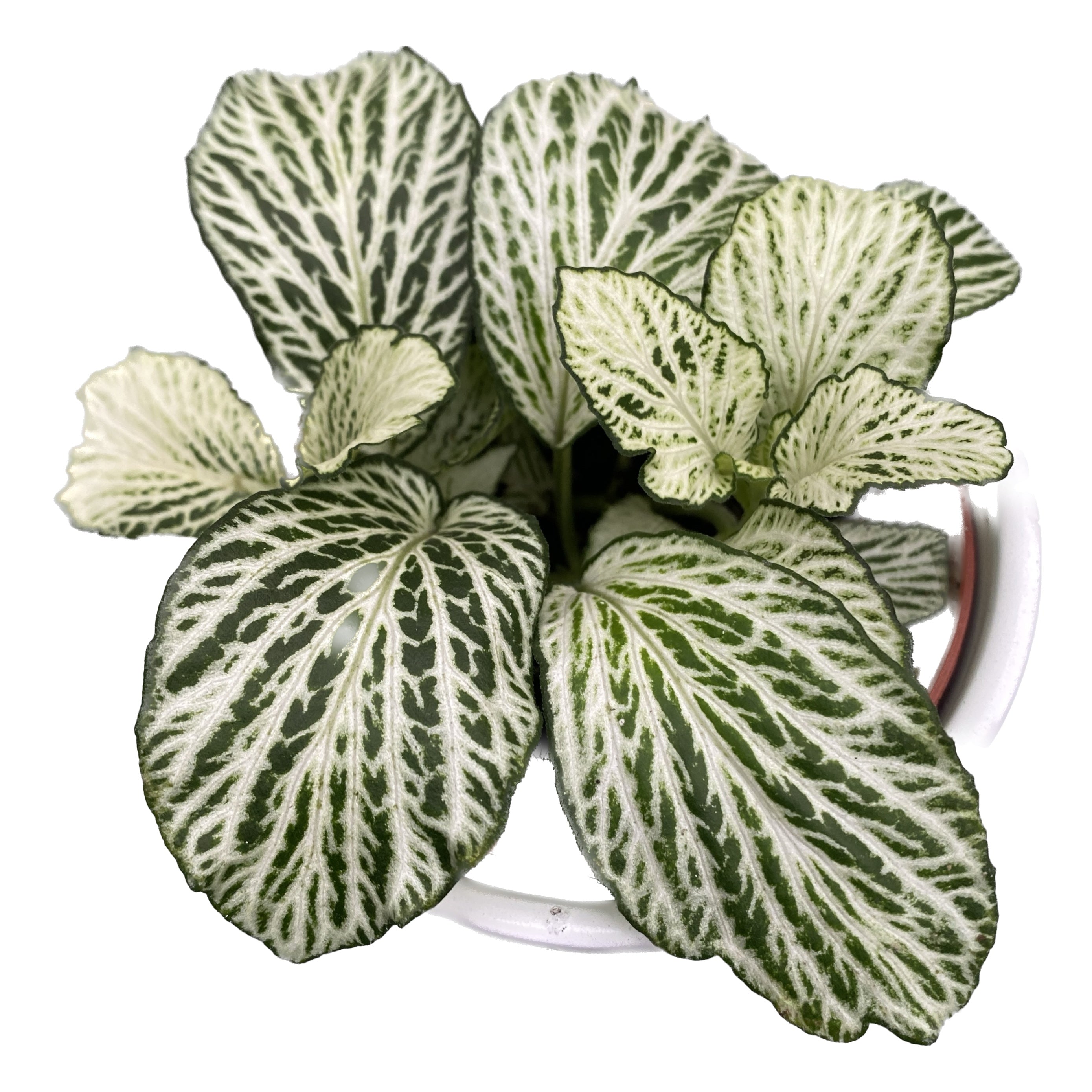 Fittonia 'Ice Queen', mozaiková rostlina
