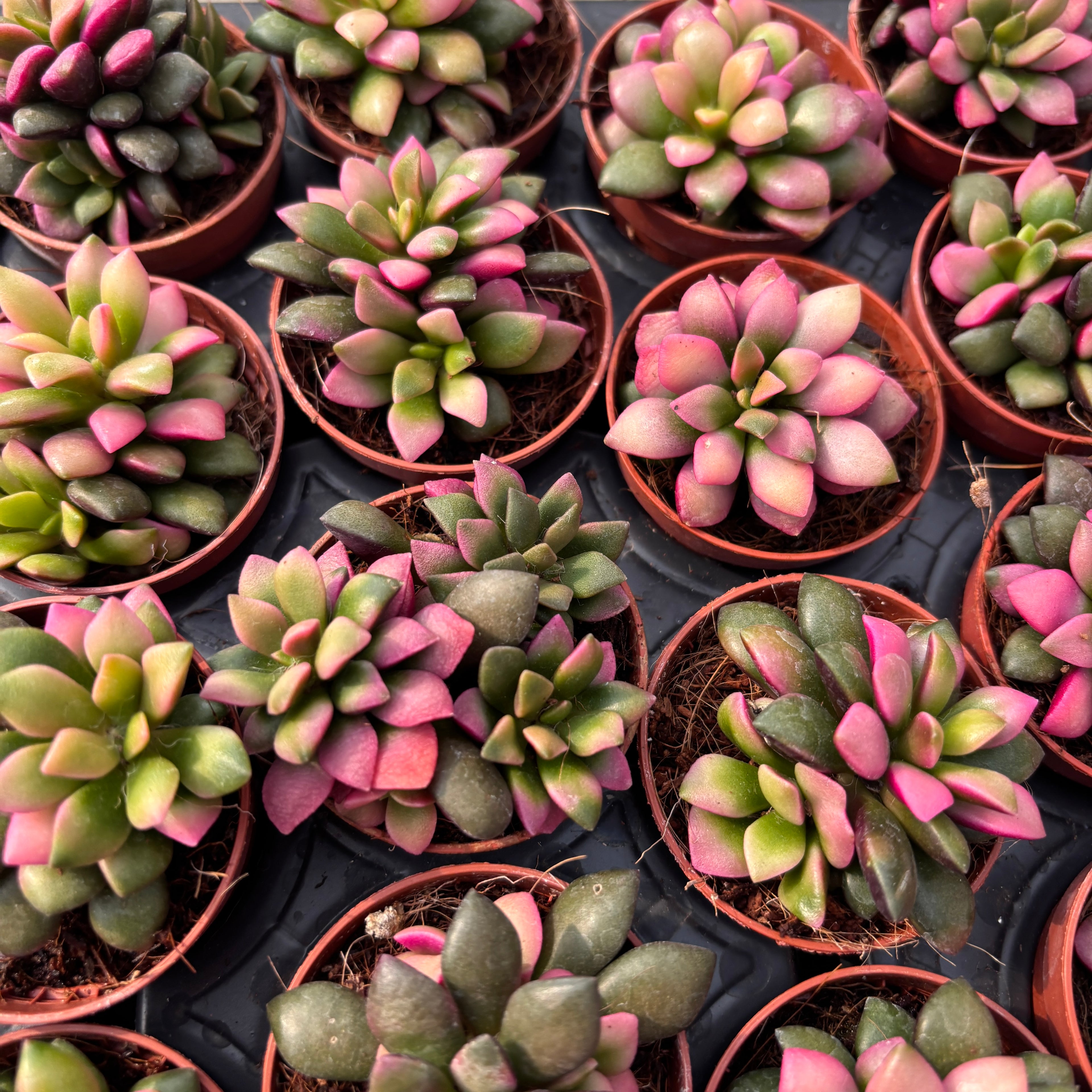 anacampseros succulent Anacampseros rufescens 'Tricolor' – Secret Garden Plant Shop