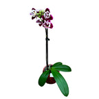 Phalaenopsis Miki Violet pelorique 3lips