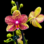 Phalaenopsis Anthura Grosseto (Phalaenopsis Tristar Poeker)