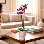 Phalaenopsis 'Untold Stories' big lip