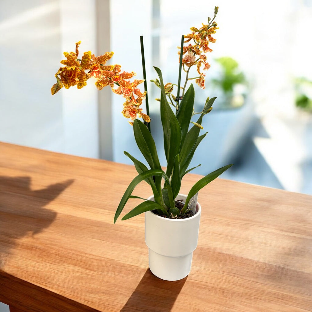 Odontocidium Golden Mirth ‘Filini’s Gold Dust’ - geparfumeerd