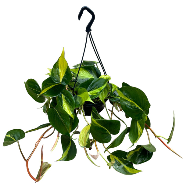 Philodendron scandens 'Brasil' - exemplare XL