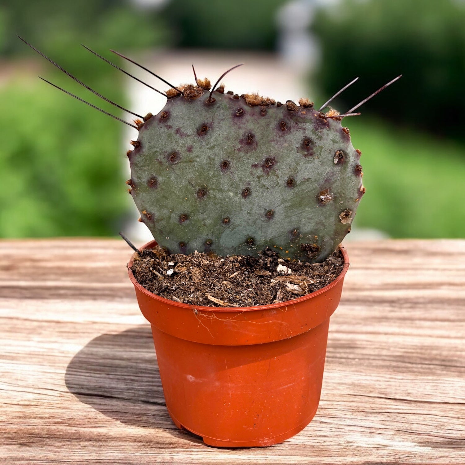 Opuntia azurea – cactus cu flori galbene, rezistent la seceta si ger