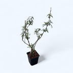 Liliac de vara - Buddleja davidii 'Pink Delight'