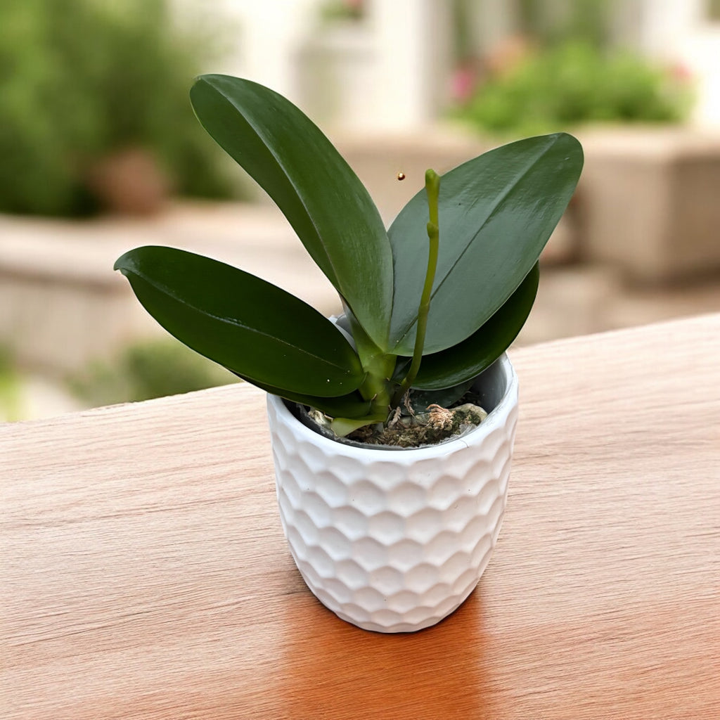 Phalaenopsis Sogo Meili (pélorique - papillon)