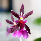 Oncidium Katrin Zoch "Mieke" *sweet vanilla fragrance