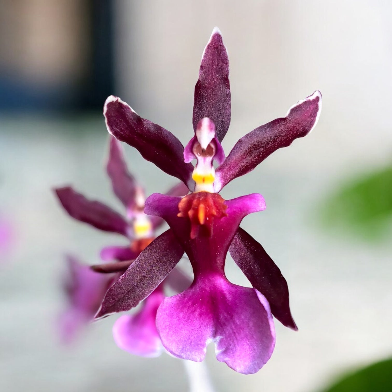 Oncidium Katrin Zoch "Mieke" *sweet vanilla fragrance