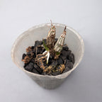 Clowesetum Jumbo Glory 'Jumbo Golden Elf'