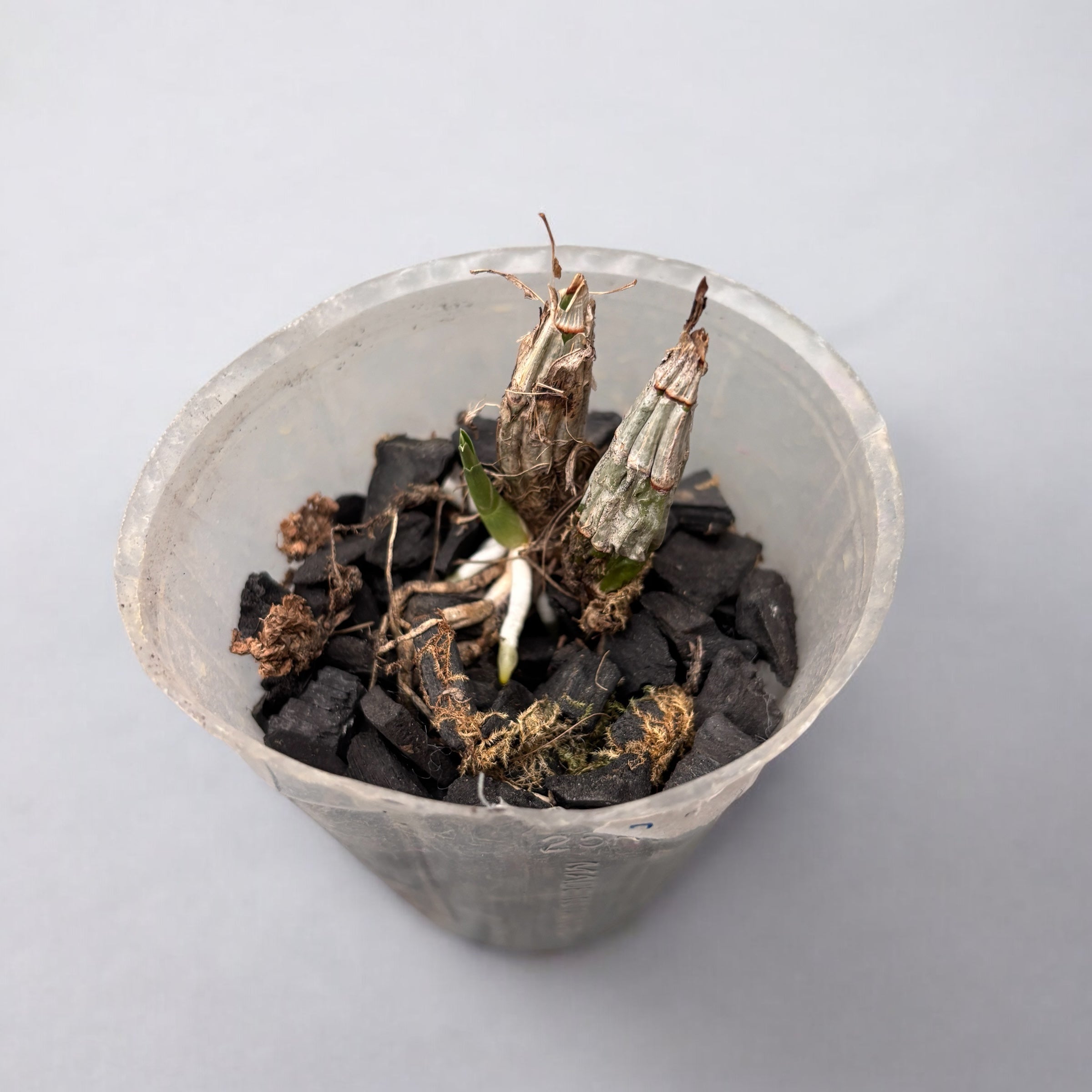 Clowesetum Jumbo Glory 'Jumbo Golden Elf'