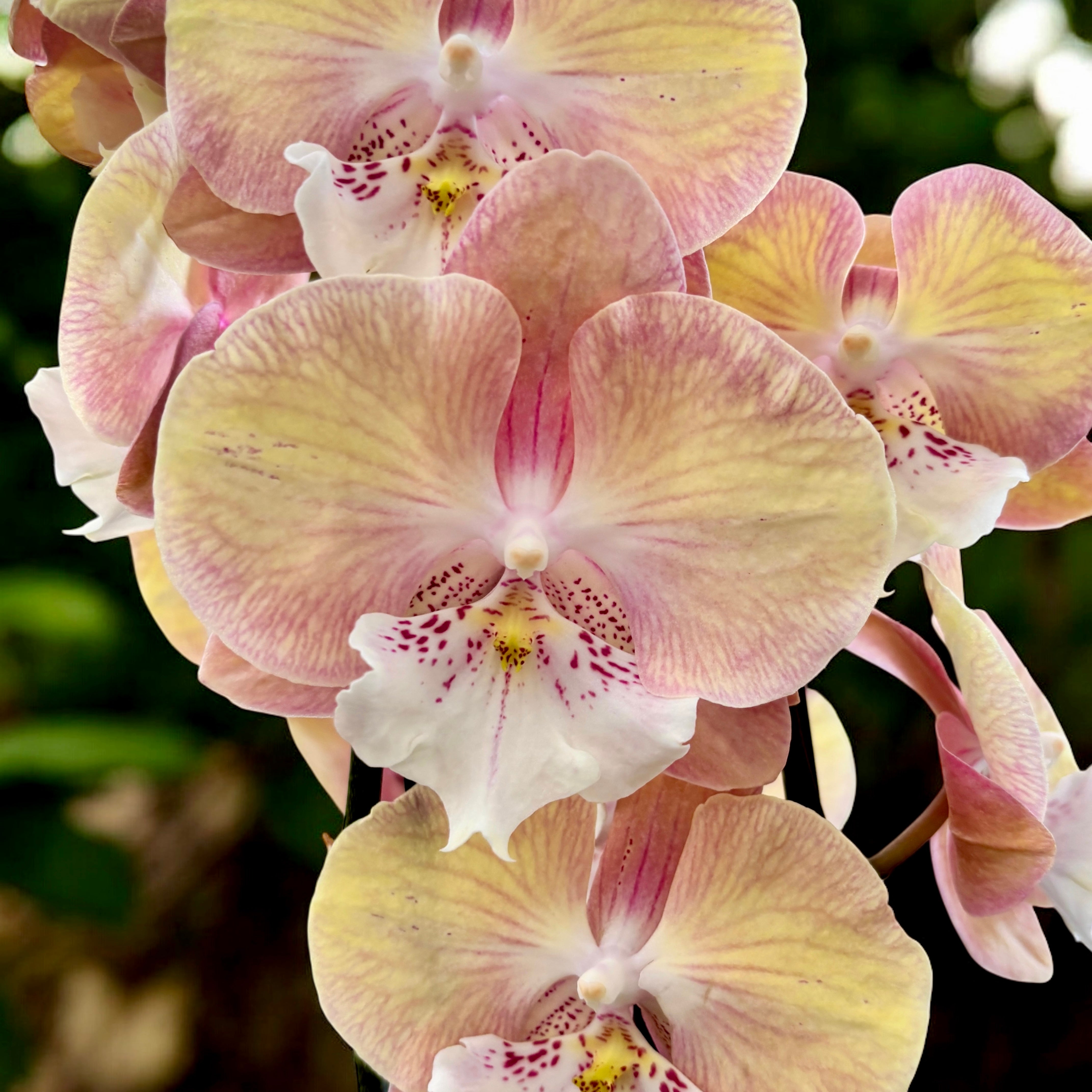 random tulle layered iris pleats OP ピンク Phalaenopsis 'Rainbow Unicorn' (Tina) veľké pysky – Secret Garden