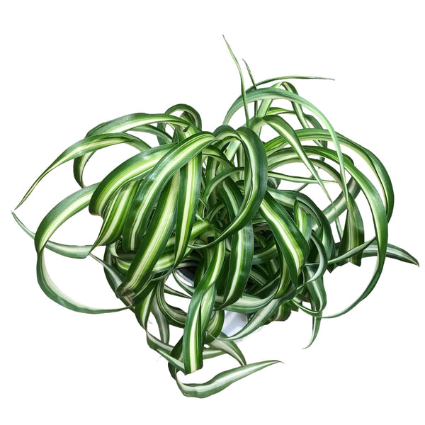 Chlorophytum comosum 'Bonnie' - Caribbean