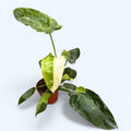 Philodendron Jose Buono (starke Variegation) - große Exemplare