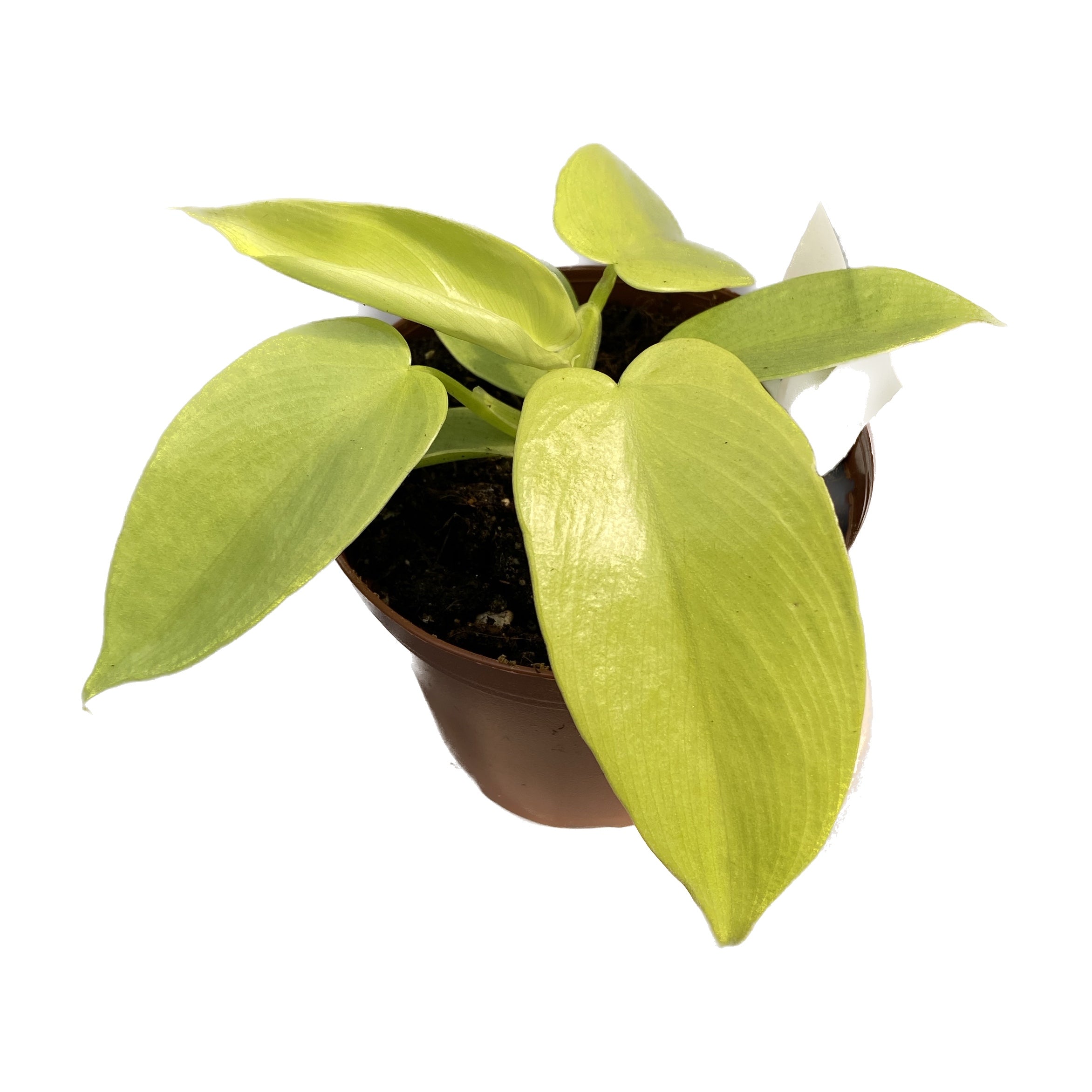 philodendron bipennifolium gold violin Philodendron Bipennifolium Aurea (Gold Violin) *babyplant – Secret Garden Plant Shop