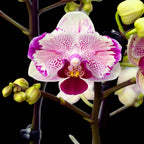 Phalaenopsis Miki Pink Angel - pelorisk fjäril