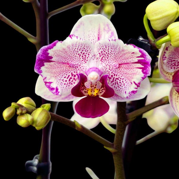 Phalaenopsis Miki Pink Angel - peloric Butterfly