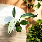 Filodendro Jose Buono (Taiwán)