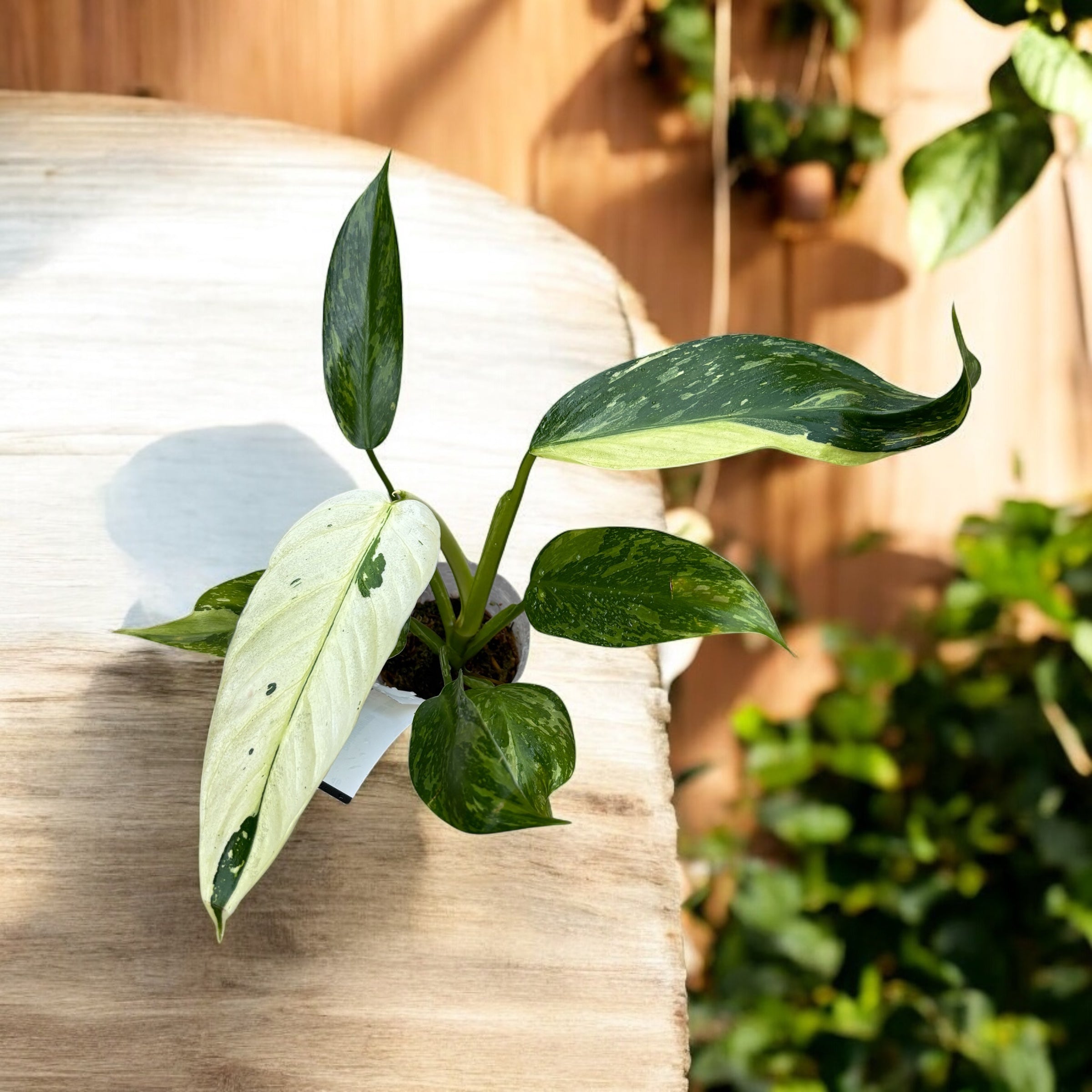 Philodendron Jose Buono (Taiwan)