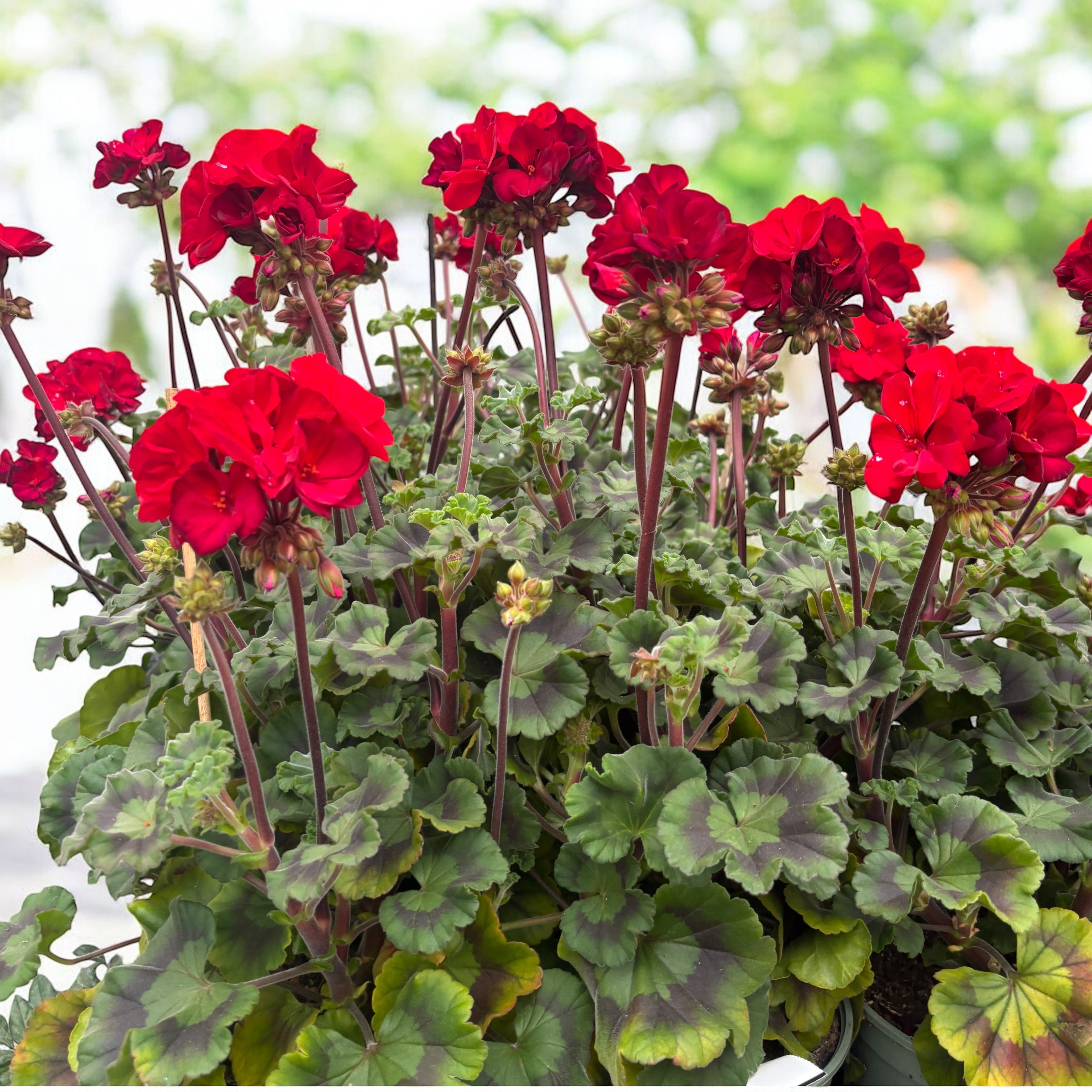 Pelargonium (Zonale Grp) ‘Tumbao’ - muscate