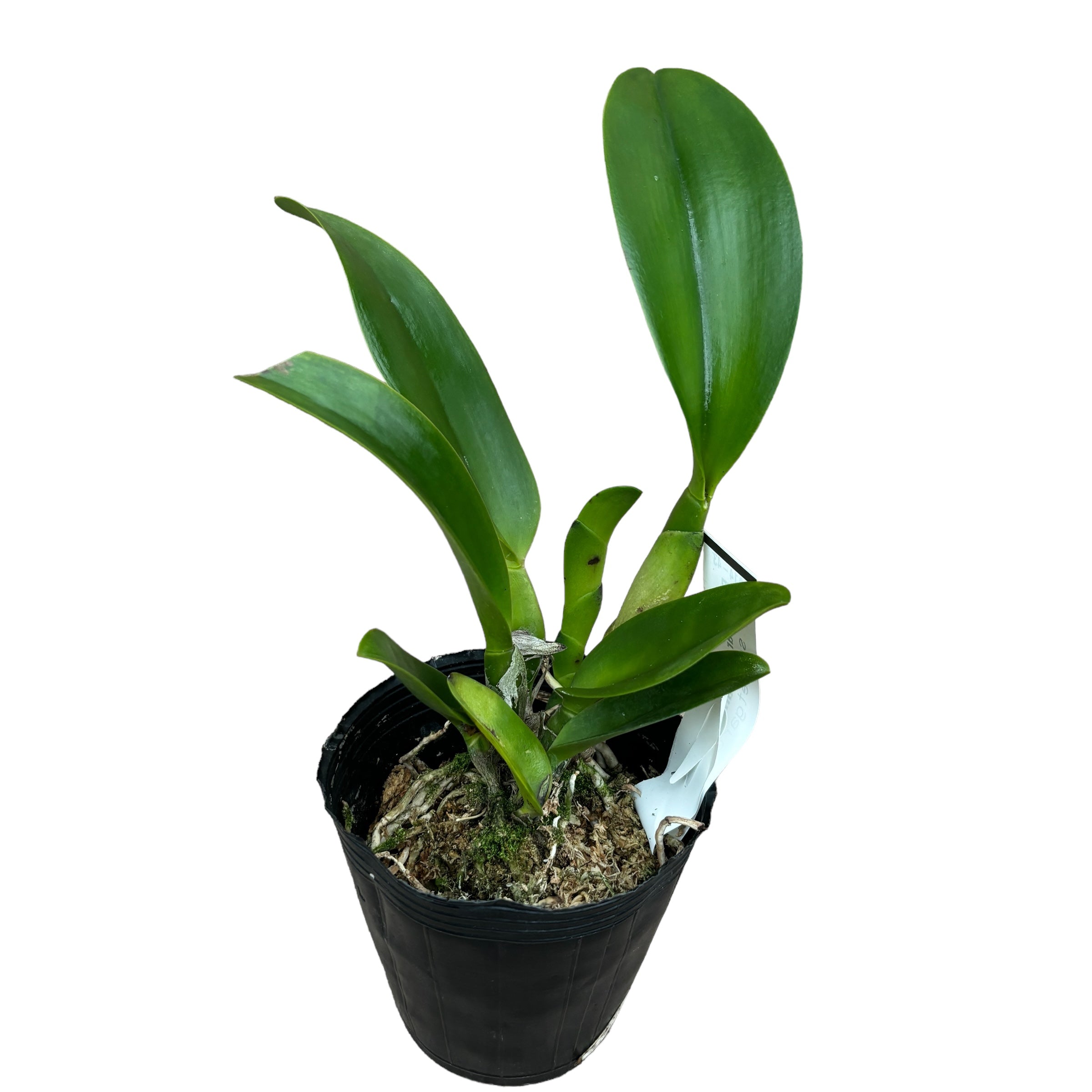 Rlc. Star of Siam 'Pumpkin' parfumata