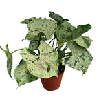 Syngonium 'Šedý duch'