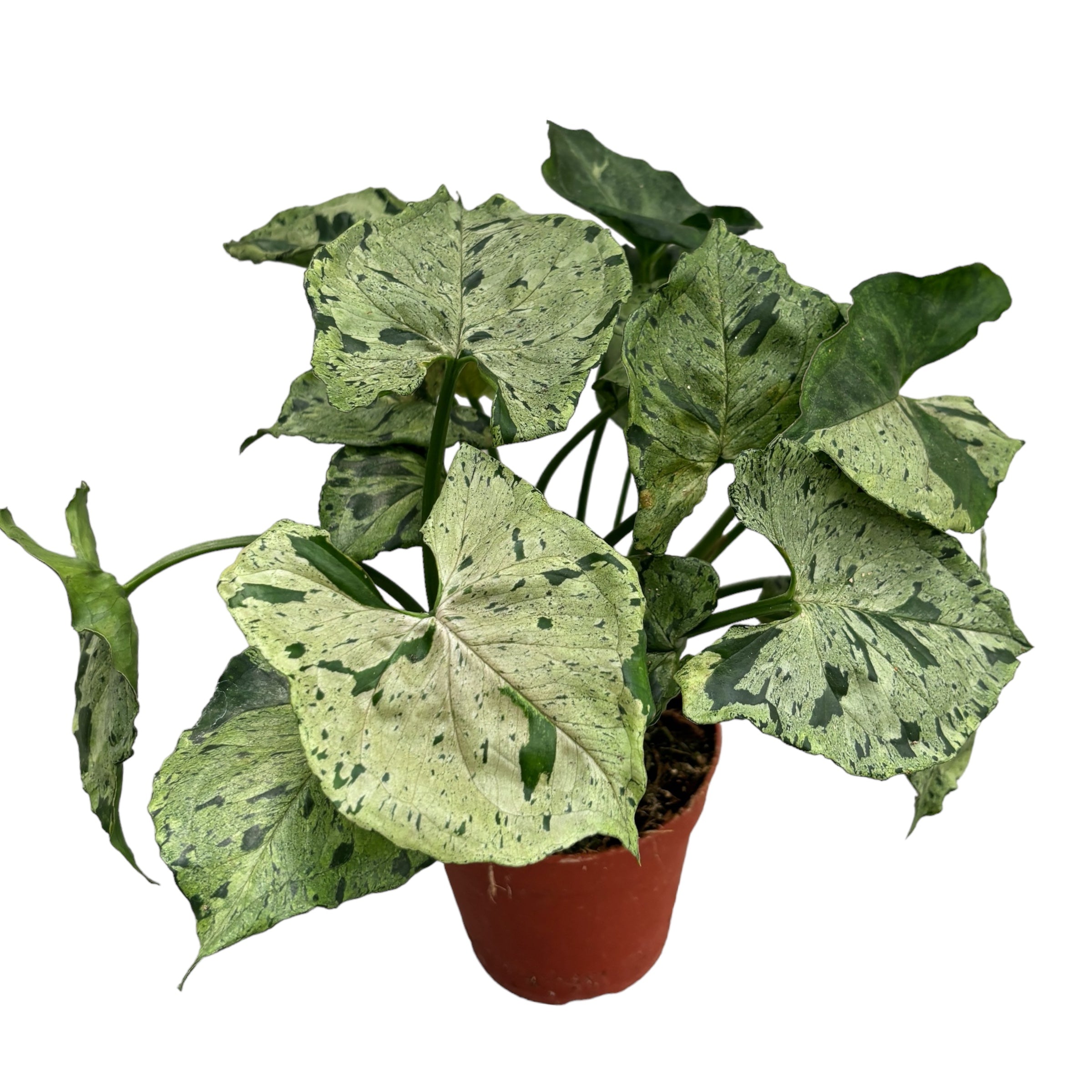 Syngonium ‘Grey Ghost’