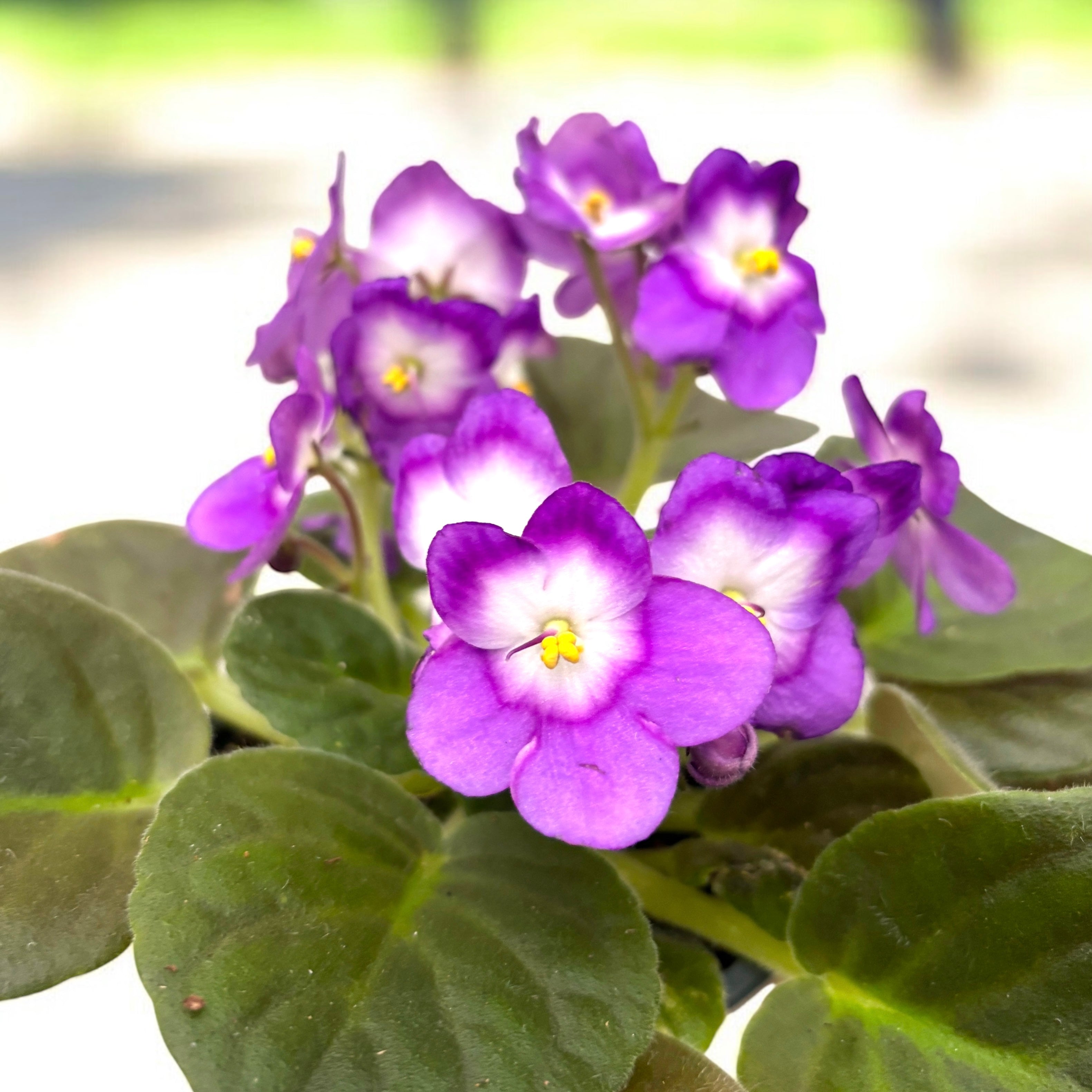 Saintpaulia ‘Optimara Dali’ – violeta africana cu flori elegante
