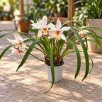 Cymbidium Little Stef