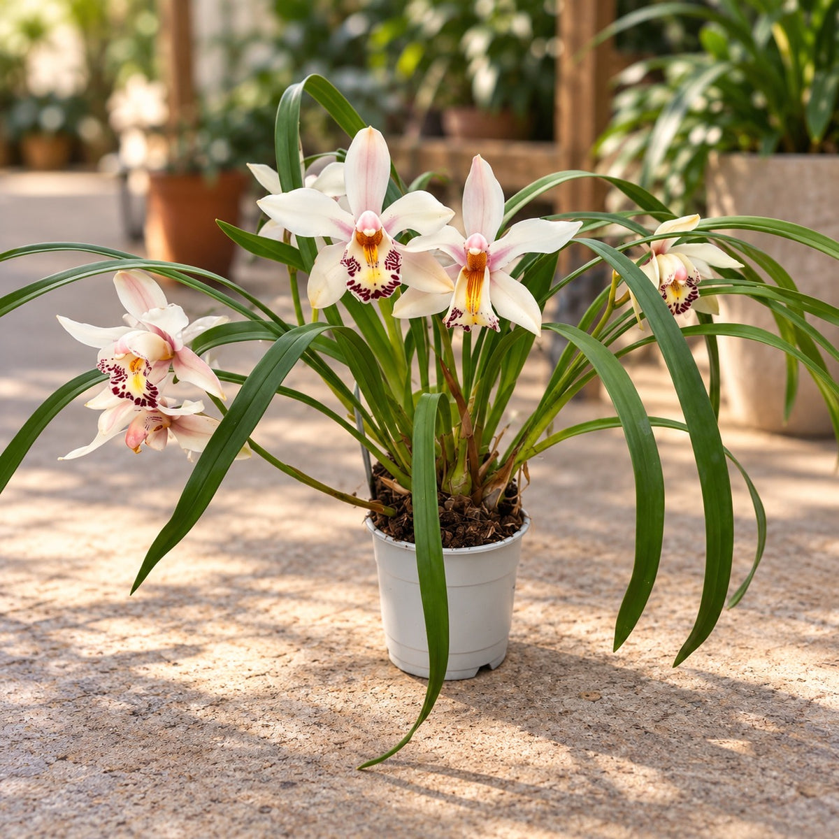 Cymbidium Little Stef