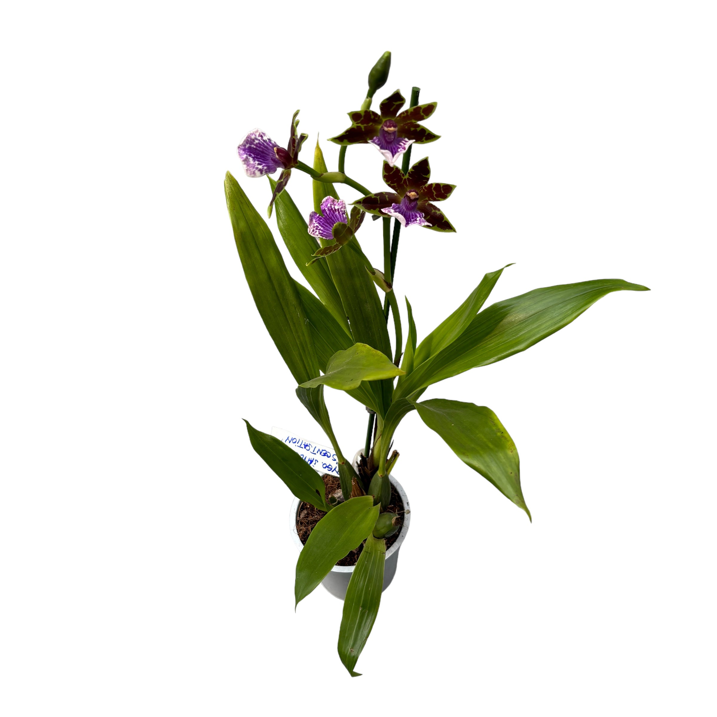 Zygopetalum James Strauss 'Scentsation' - Hyazinthen-Duft