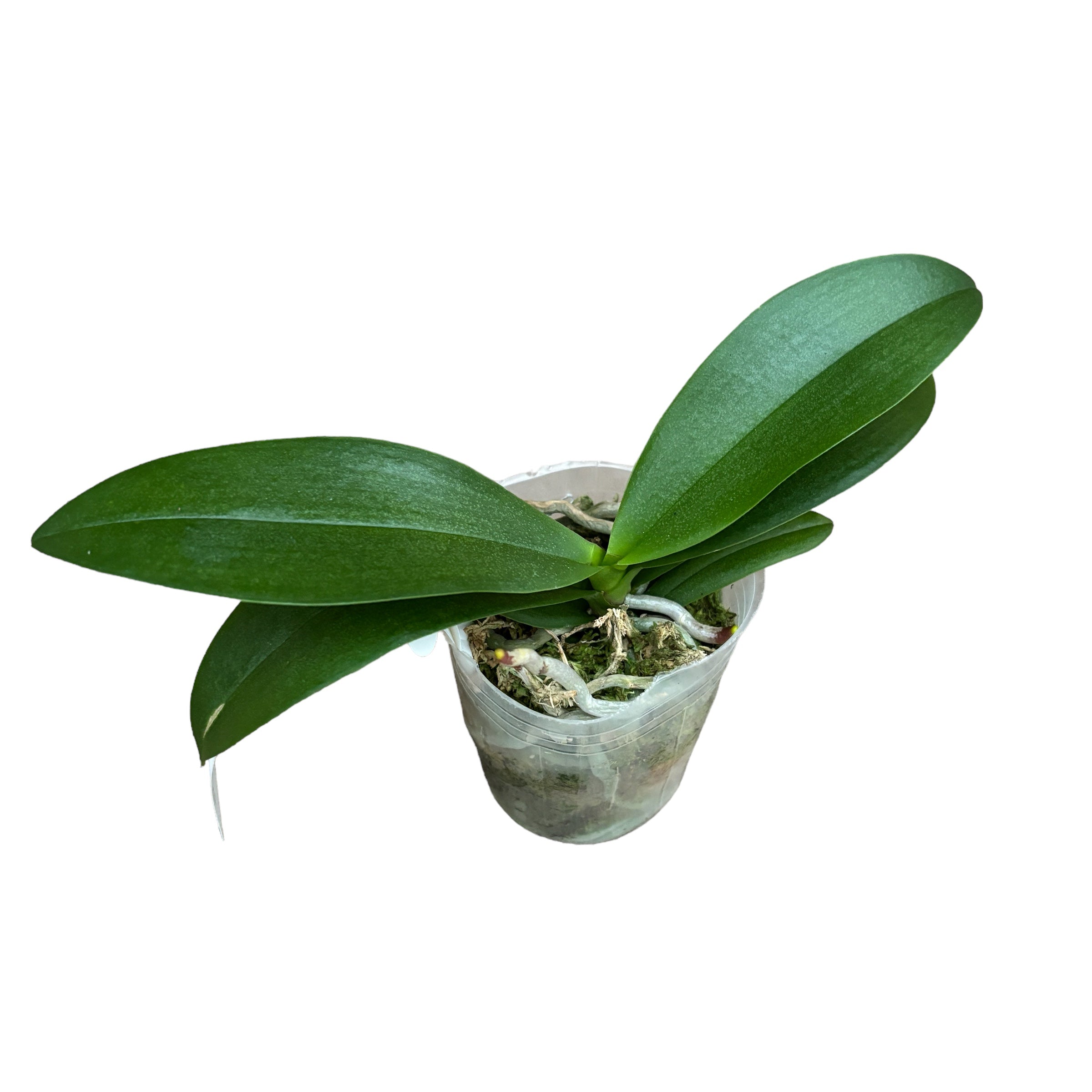 Phalaenopsis Liu's Triprince 'Pink' (peloric)